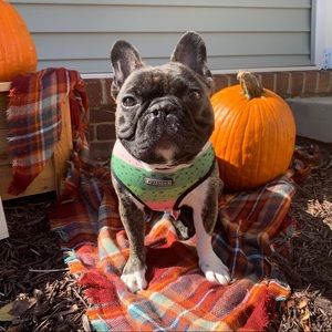 Frenchie appreciation post 💕💕